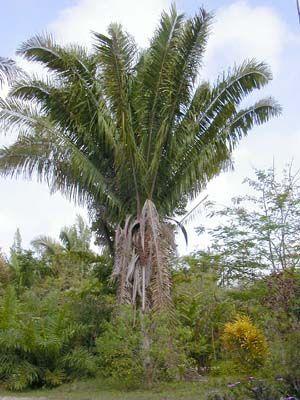 arbre tagua